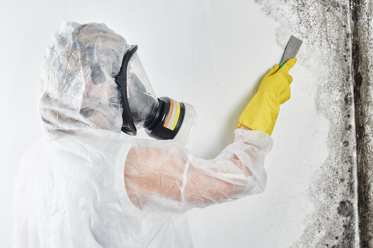 Mold Remediation Service
