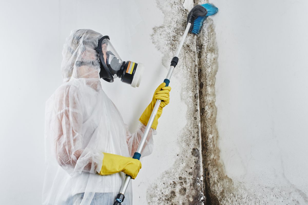 Mold Removal Services,
